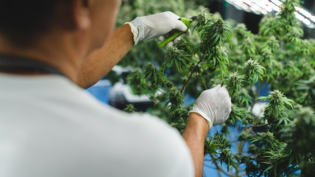 fast cannabis delivery near me