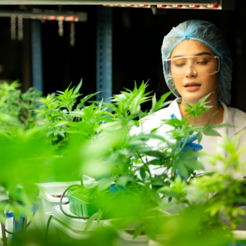 difference between indica sativa hybrid