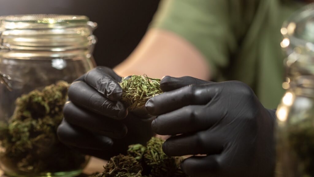 delivering high quality cannabis